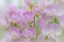 Picture of WASHINGTON, SEABECK DETAIL OF SWEET PEA BLOSSOMS