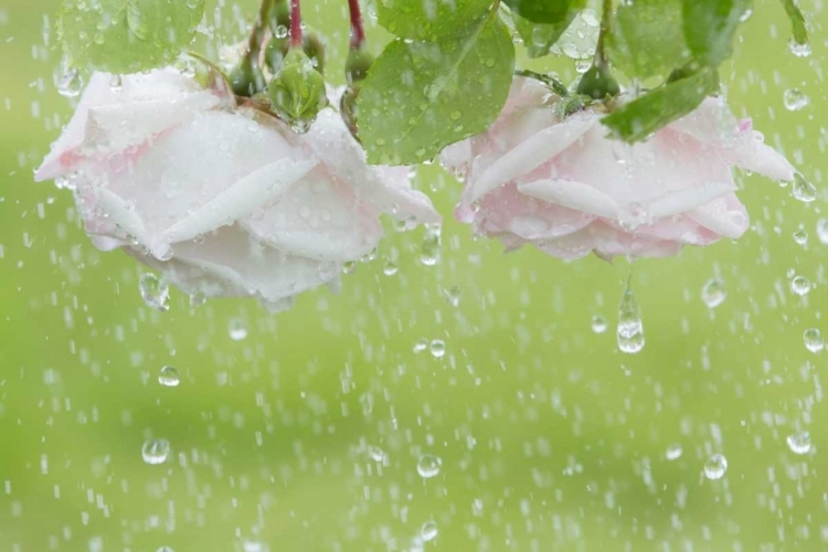 Picture of USA, WASHINGTON STATE, SEABECK ROSES IN RAINFALL