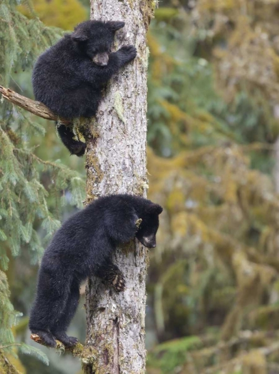 Picture of ALASKA, ANAN CREEK TWO BLACK BEAR CUBS IN A TREE