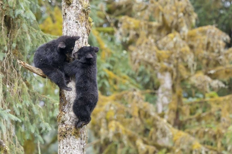 Picture of ALASKA, ANAN CREEK TWO BLACK BEAR CUBS IN A TREE