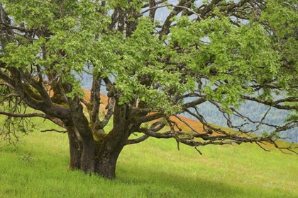 Picture of CALIFORNIA, REDWOOD NP OAK TREE IN ALPINE MEADOW