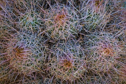 Picture of CALIFORNIA, ALABAMA HILLS DETAIL OF BARREL CACTI