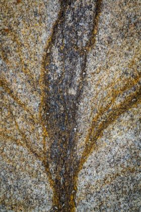 Picture of CALIFORNIA, ALABAMA HILLS CLOSE-UP OF ROCK STAIN
