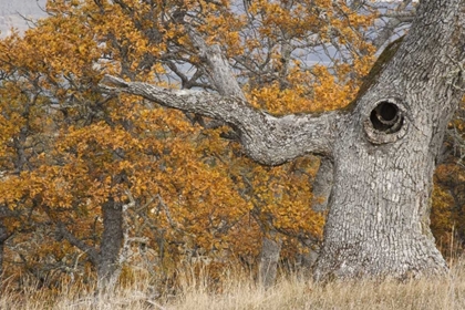 Picture of OREGON, MOSIER OLD OAK TREE WITH LARGE KNOT HOLE