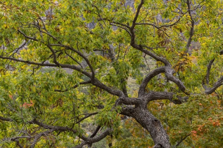 Picture of TEXAS, GUADALUPE MOUNTAINS NP SCENIC OF OAK TREE