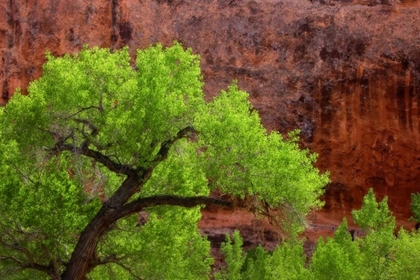 Picture of UTAH, ARCHES NP COTTONWOOD TREE AGAINST RED ROCK