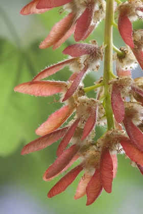 Picture of WASHINGTON, SEABECK CLOSE-UP OF MAPLE TREE SEEDS