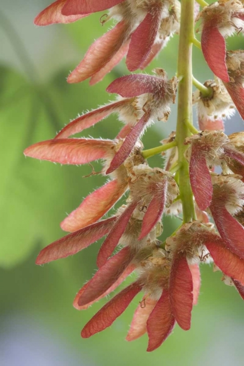 Picture of WASHINGTON, SEABECK CLOSE-UP OF MAPLE TREE SEEDS