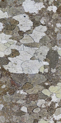 Picture of WASHINGTON, SEABECK TREE BARK WITH LICHEN GROWTH