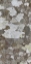 Picture of WASHINGTON, SEABECK TREE BARK WITH LICHEN GROWTH