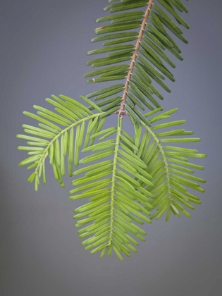 Picture of WASHINGTON, STEHEKIN CLOSE-UP OF NEW FIR NEEDLES