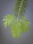 Picture of WASHINGTON, STEHEKIN CLOSE-UP OF NEW FIR NEEDLES