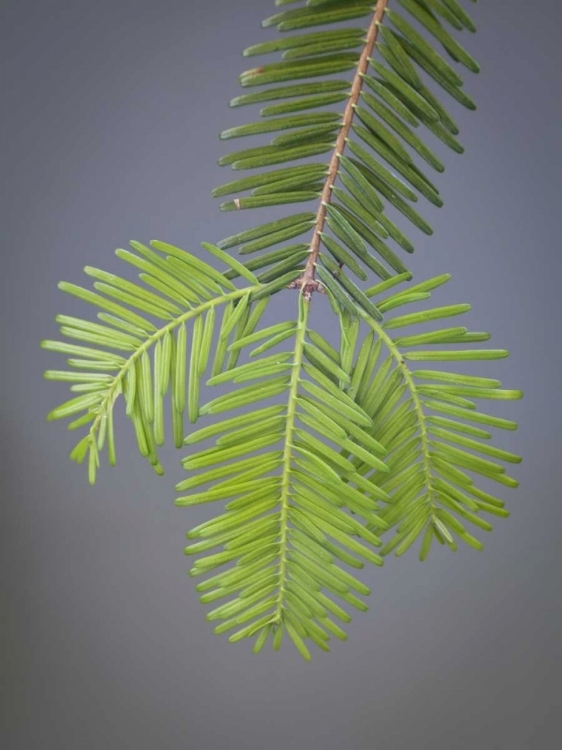 Picture of WASHINGTON, STEHEKIN CLOSE-UP OF NEW FIR NEEDLES