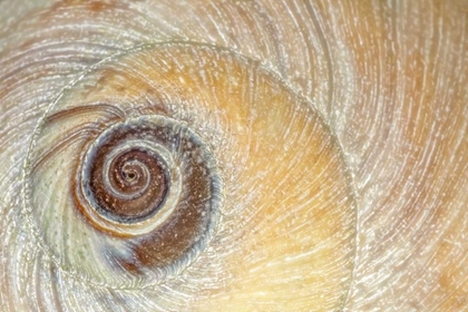 Picture of WASHINGTON, SEABECK CLOSE-UP OF MOON SNAIL SHELL