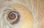 Picture of WASHINGTON, SEABECK CLOSE-UP OF MOON SNAIL SHELL