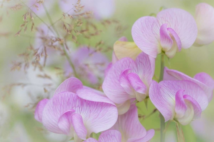 Picture of WASHINGTON, SEABECK DETAIL OF SWEET PEA BLOSSOMS