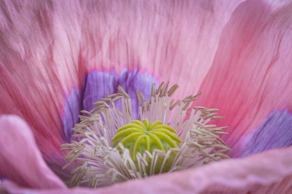 Picture of WASHINGTON STATE, SEABECK INSIDE OF POPPY FLOWER
