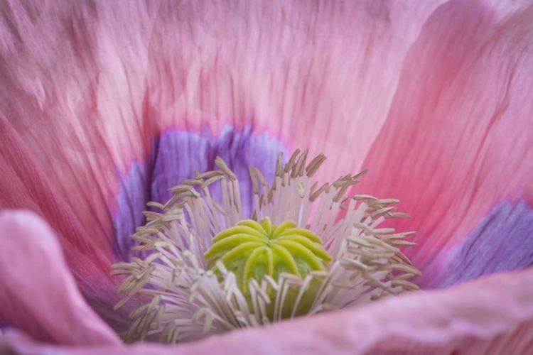 Picture of WASHINGTON STATE, SEABECK INSIDE OF POPPY FLOWER