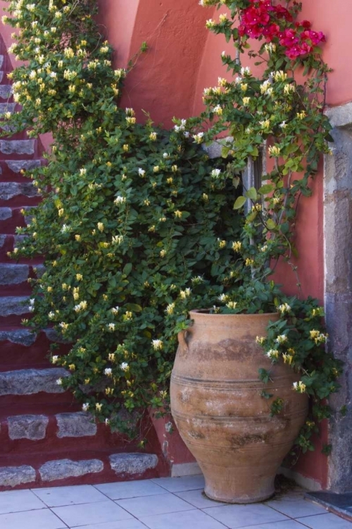 Picture of GREECE, SANTORINI POT WITH HONEYSUCKLE VINE