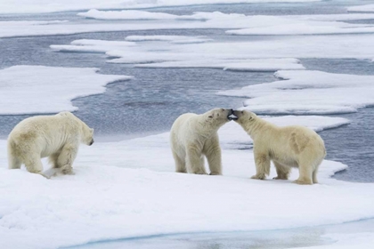 Picture of NORWAY, SVALBARD TWO POLAR BEARS ON SEA ICE