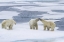 Picture of NORWAY, SVALBARD TWO POLAR BEARS ON SEA ICE