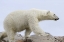 Picture of NORWAY, SVALBARD POLAR BEAR WALKING ON ROCKS