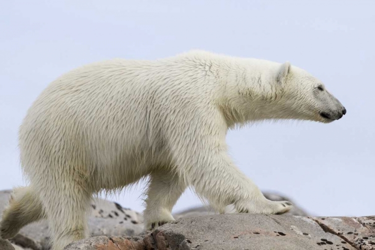 Picture of NORWAY, SVALBARD POLAR BEAR WALKING ON ROCKS