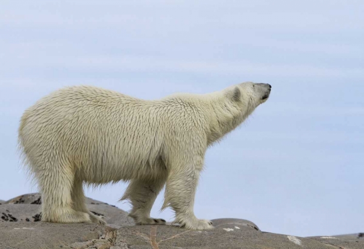 Picture of NORWAY, SVALBARD POLAR BEAR SNIFFING THE AIR
