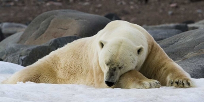 Picture of NORWAY, SVALBARD POLAR BEAR SLEEPING ON SNOW