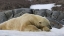 Picture of NORWAY, SVALBARD POLAR BEAR SLEEPING ON SNOW