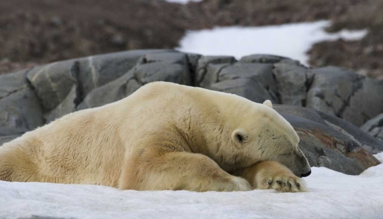 Picture of NORWAY, SVALBARD POLAR BEAR SLEEPING ON SNOW