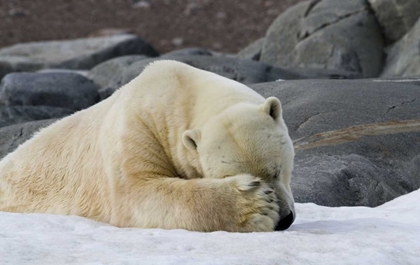 Picture of NORWAY, SVALBARD POLAR BEAR SLEEPING ON SNOW