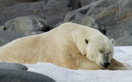 Picture of NORWAY, SVALBARD POLAR BEAR SLEEPING ON SNOW