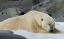 Picture of NORWAY, SVALBARD POLAR BEAR SLEEPING ON SNOW