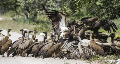 Picture of NAMIBIA, ETOSHA NP VULTURES ON ZEBRA CARCASS