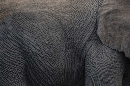 Picture of NAMIBIA, ETOSHA NP TEXTURED HIDE OF ELEPHANT