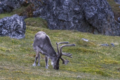 Picture of NORWAY, PRINS KARLS FORLAND REINDEER GRAZING