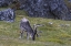 Picture of NORWAY, PRINS KARLS FORLAND REINDEER GRAZING