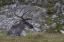 Picture of NORWAY, PRINS KARLS FORLAND REINDEER GRAZING