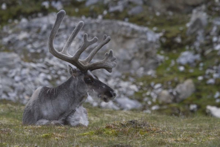 Picture of NORWAY, PRINS KARLS FORLAND REINDEER GRAZING