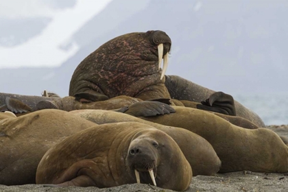 Picture of NORWAY, PRINS KARLS FORLAND WALRUSES RESTING