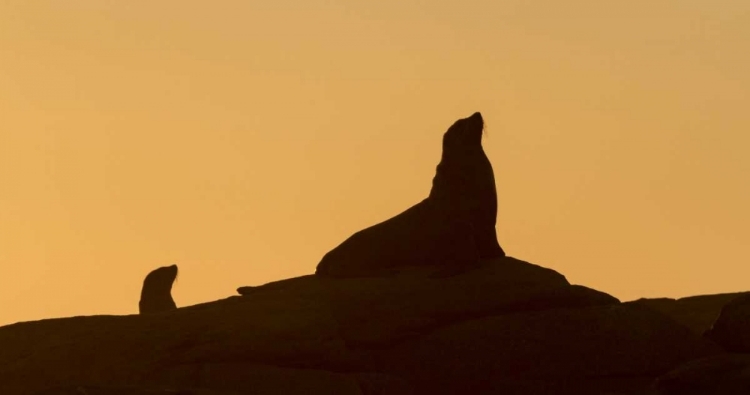 Picture of SOUTH BOULDERBAAI SEAL SILHOUETTED AT SUNSET