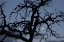 Picture of AFRICA, NAMIBIA TREE SILHOUETTE AND FULL MOON
