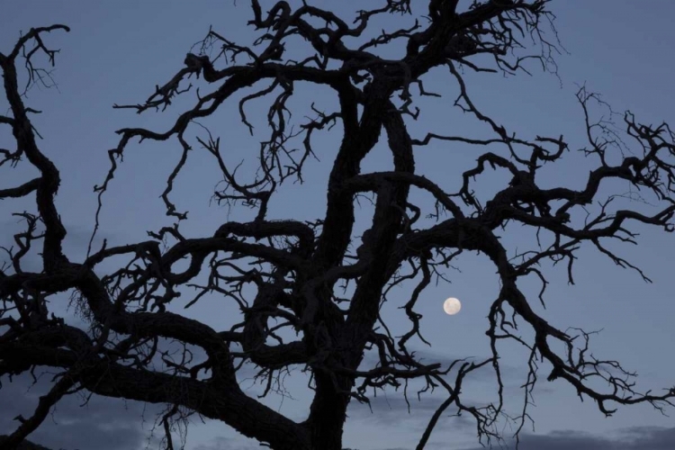 Picture of AFRICA, NAMIBIA TREE SILHOUETTE AND FULL MOON