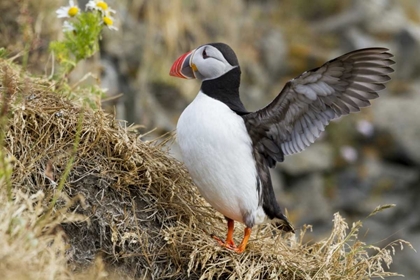 Picture of ICELAND CLOSE-UP OF PUFFIN FLAPPING ITS WINGS