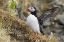 Picture of ICELAND CLOSE-UP OF PUFFIN FLAPPING ITS WINGS