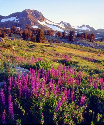 Picture of CA, SIERRA NEVADA LUPINE FLOWERS AT CARSON PASS