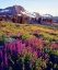 Picture of CA, SIERRA NEVADA LUPINE FLOWERS AT CARSON PASS