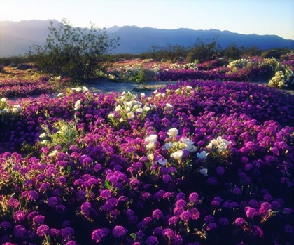Picture of CA, ANZA-BORREGO SAND VERBENA FLOWERS AT SUNSET