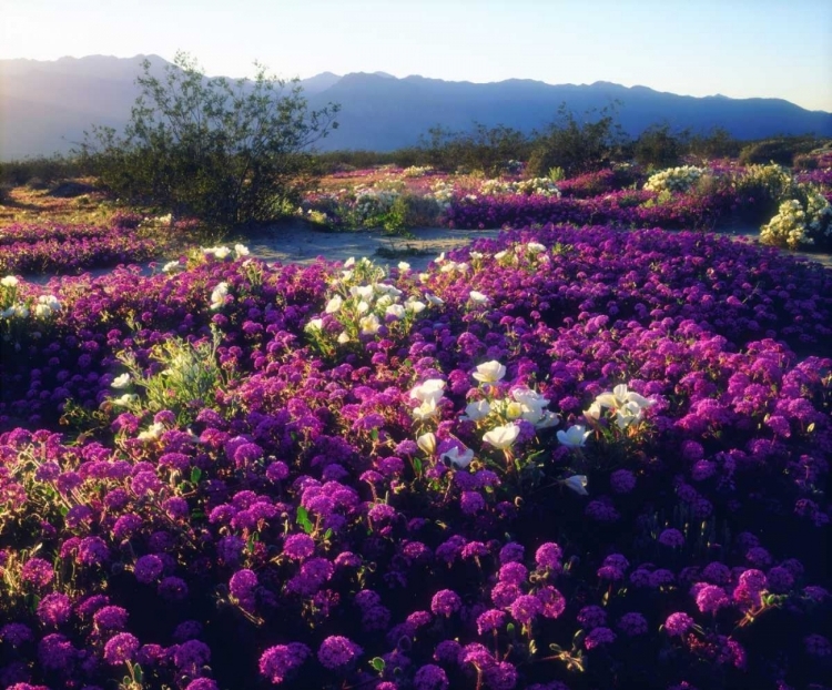 Picture of CA, ANZA-BORREGO SAND VERBENA FLOWERS AT SUNSET